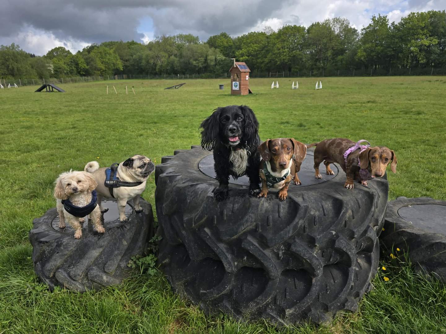 Group of small dogs — cockerpoo, three dachshunds, a pug and two fluffy spaniels — perched together on a giant tractor tyre obstacle in the enclosed agility field at Wag & Walk Winkleigh