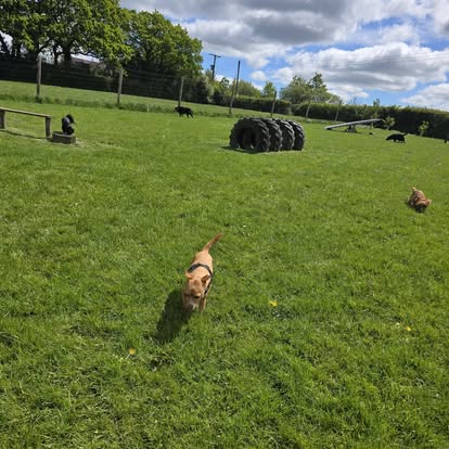 Five-plus dogs running in a wide enclosed field with tyre obstacles